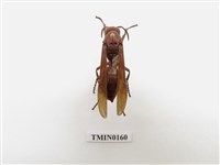 藏品(蜂)的圖片